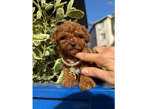 RED TOY POODLE BEBEKLERİ 