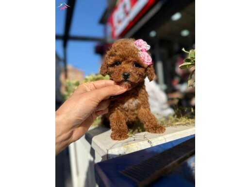 TCAP KILO GARANTİLİ POODLE YAVRULARI 