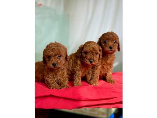 TCAP VE TOY POODLE BEBEKLERİ 