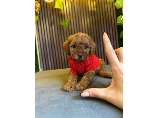 TOY POODLE ANNE ALTINDAN SİZLERİ BEKLİYOR