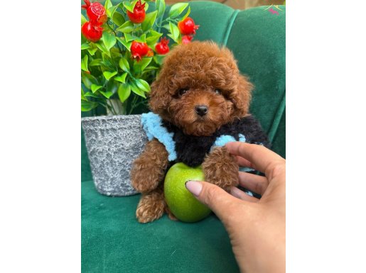 TATLIMI TATLI POODLE YAVRULARI BİZDE