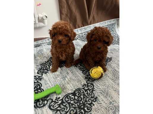 TOY POODLE IRK VE SAĞLIK GARANTİLİ 