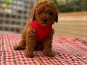 TOY POODLE ANNE ALTINDAN