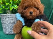 TATLIMI TATLI POODLE YAVRULARI BİZDE