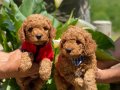 ANNE ALTINDAN TOY POODLE 