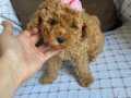 ORJİNAL MALTİPO BEBEKLERİ