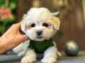MALTESE TERRIER ORJİNAL SAFKAN