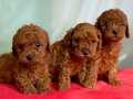 TCAP VE TOY POODLE BEBEKLERİ 