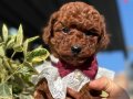 TCAP VE TOY POODLE BEBEKLERİ 