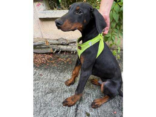 4 aylık erkek king doberman full aşılı safkan orjinal