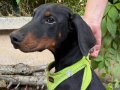 4 aylık erkek king doberman full aşılı safkan orjinal