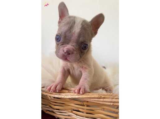 RENKLİ GÖZLÜ MİCRO BOY FRENCH BULLDOGLAR 