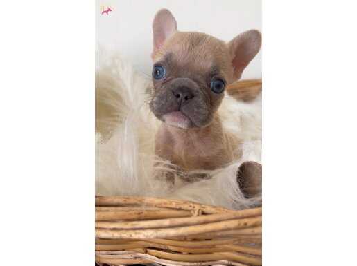 MiCRO BOY FRENCH Bulldog 