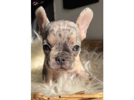 EXOTİC RENK FRENCH BULLDOGLAR