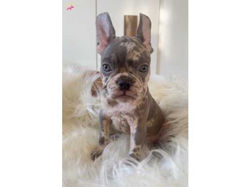 Exotic renk yavrularım