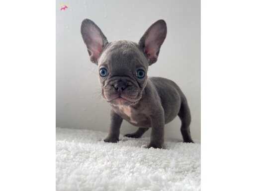 RENKLİ GÖZLÜ MİCRO YAVRULAR