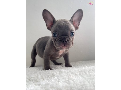 Ev bakımı yavrularım