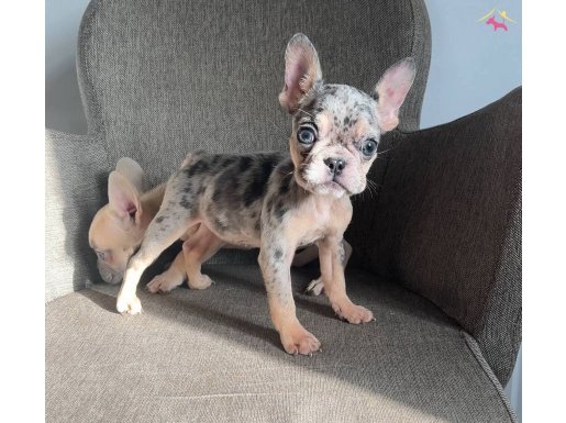 Ev Bakımı Yavrularım French Bulldog