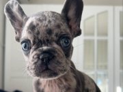 Mavi gözlü yavrularım