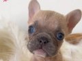 MiCRO BOY FRENCH Bulldog 