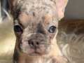 EXOTİC RENK FRENCH BULLDOGLAR