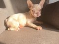 Ev Ortamında Büyüyen Karizmatik French Bulldog Yavruları