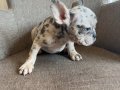 Ev Ortamında Büyüyen Karizmatik French Bulldog Yavruları