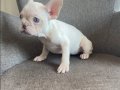 Ev Ortamında Büyüyen Karizmatik French Bulldog Yavruları