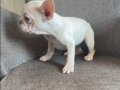 Ev Ortamında Büyüyen Karizmatik French Bulldog Yavruları