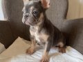 Ev bakımı French Bulldog yavrularım