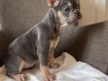 Ev bakımı French Bulldog yavrularım