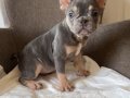 Ev bakımı French Bulldog yavrularım