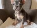 Ev bakımı French Bulldog yavrularım