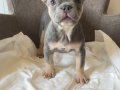 Ev bakımı French Bulldog yavrularım