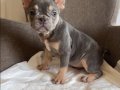 Ev bakımı French Bulldog yavrularım