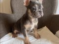 Ev bakımı French Bulldog yavrularım
