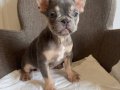 Ev bakımı French Bulldog yavrularım