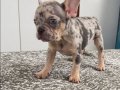 Ev bakımı French Bulldog yavrularım