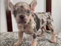 Ev bakımı French Bulldog yavrularım