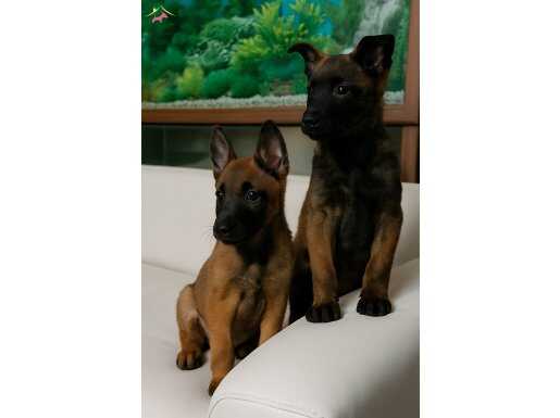 Safkan Belçika Kurdu Malinois Yavruları | Sağlam Kan Hattı