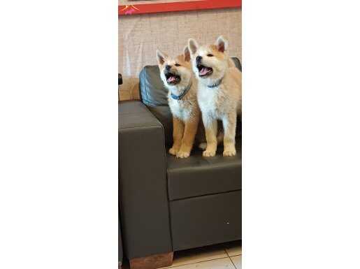 Karakterli ve Vakur Japon Akita İnu Yavruları