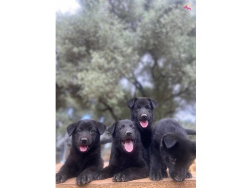 Muhteşem solid black alman kurdu yavrular