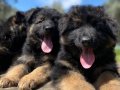 Showline K9 Yavrularımız 