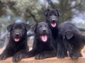 Muhteşem solid black alman kurdu yavrular