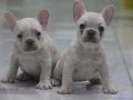Premium Kalite French Bulldog Platinum