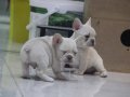 Premium Kalite French Bulldog Platinum
