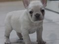 Premium Kalite French Bulldog Platinum