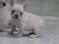 Premium Kalite French Bulldog Platinum