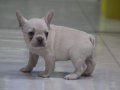 Premium Kalite French Bulldog Platinum