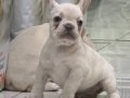 Premium Kalite French Bulldog Platinum